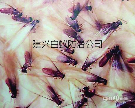 晋江消杀白蚂蚁不建议自己使用杀虫剂