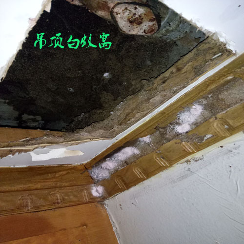 晋江水头镇一房子发现白蚁巢 找巢挖窝的方法
